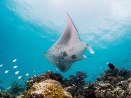 Intercontinental Maamunagau - Under water world - Discover the under water world of this beautiful biodiversity.